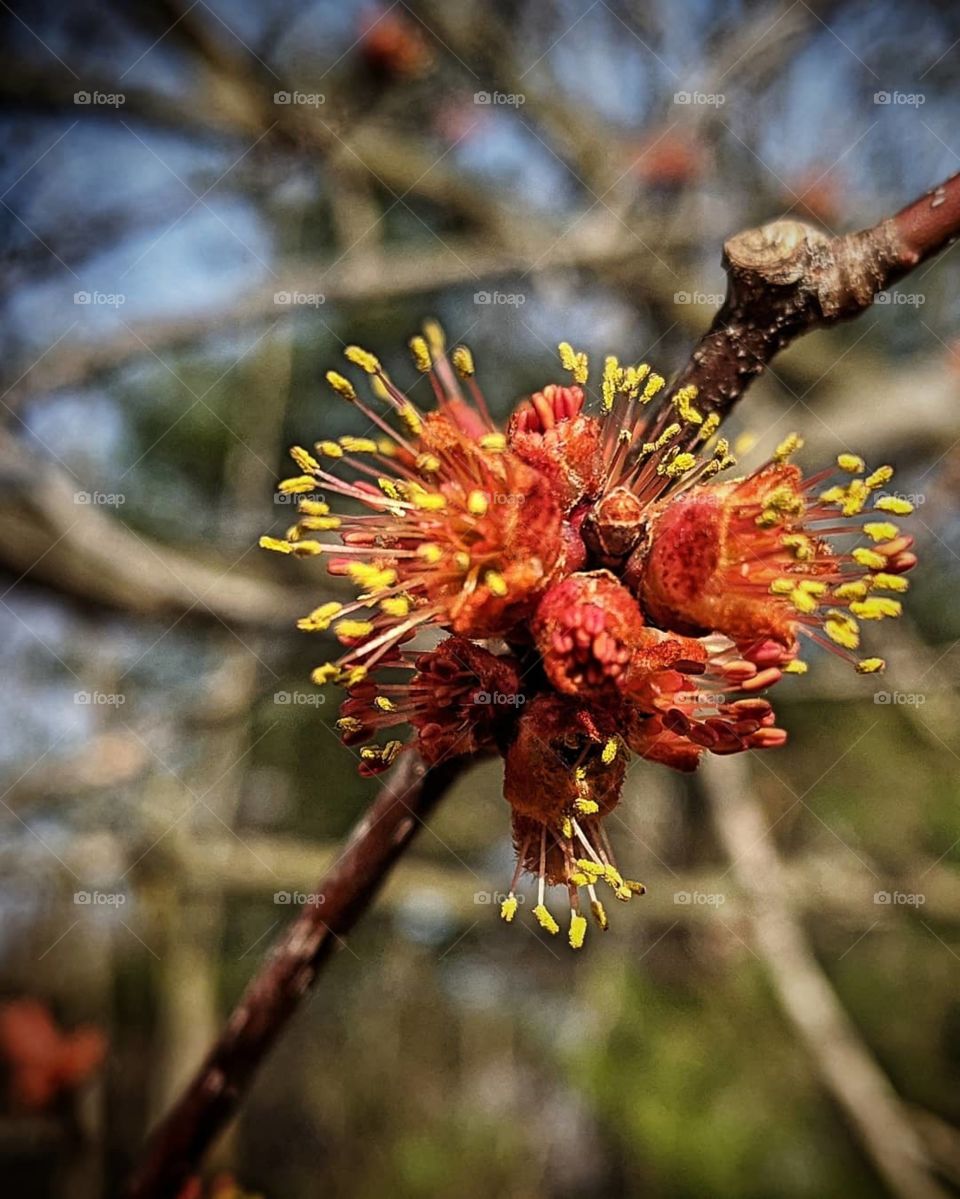 Springtime tree bud bursting open