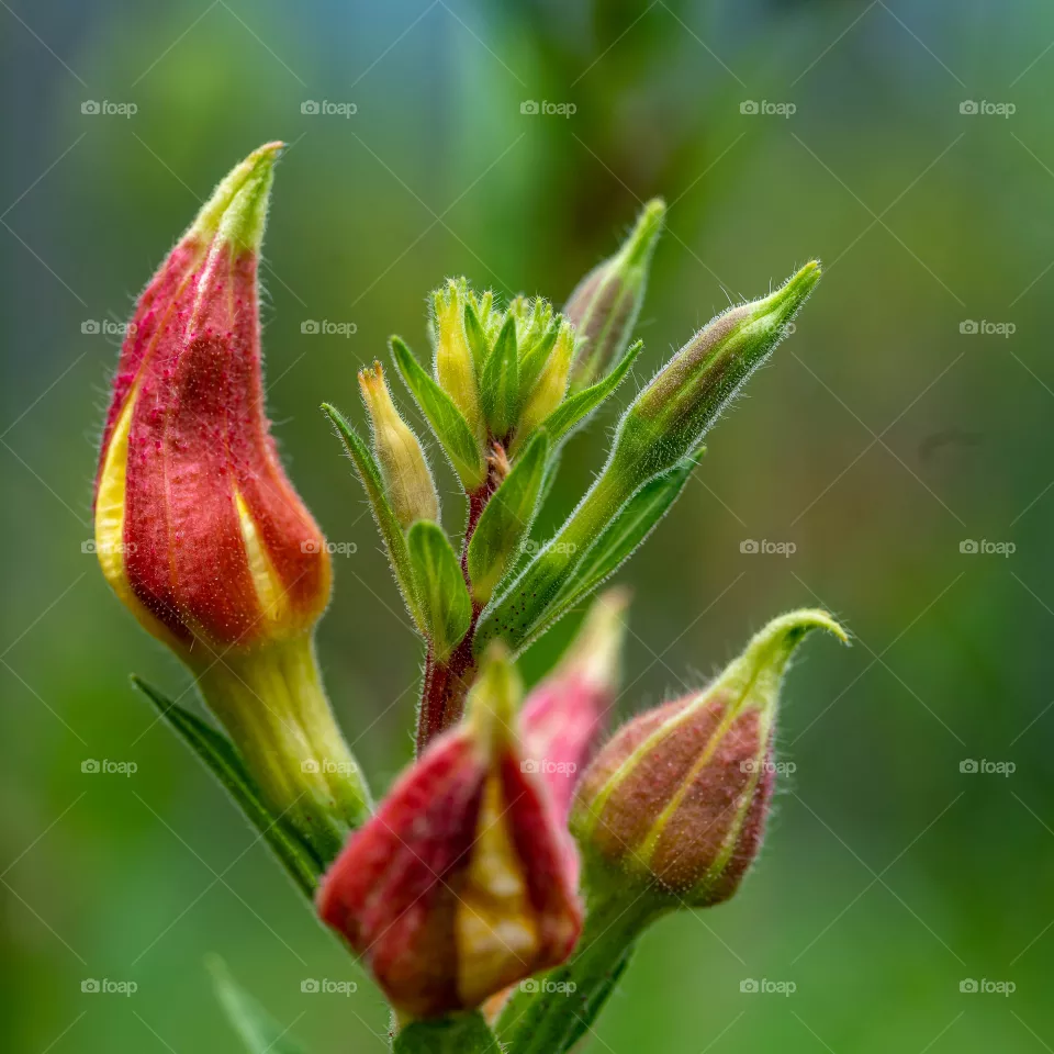Bud