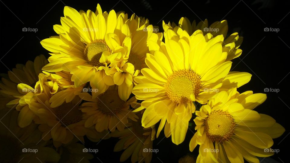 Flower, Nature, Flora, Color, No Person