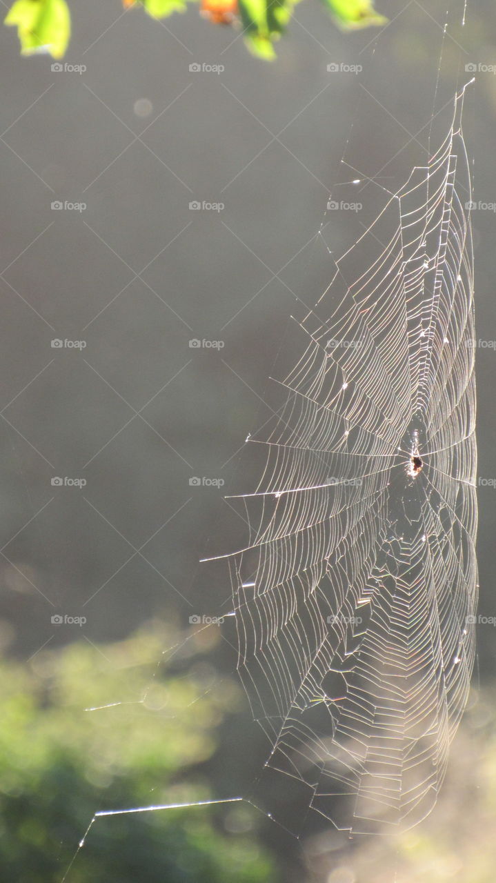 Spider, Spiderweb, Trap, Cobweb, Nature