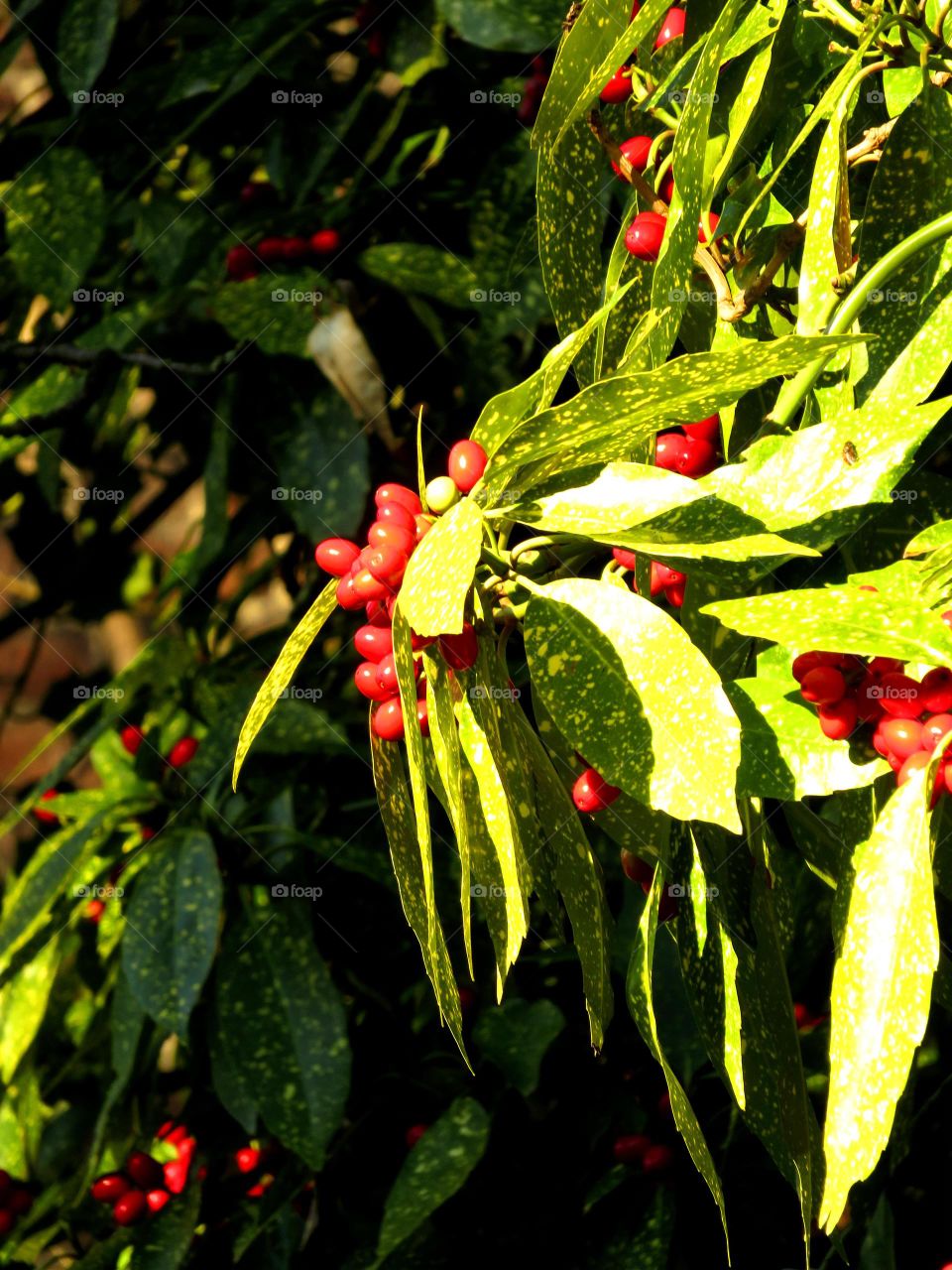 Spring berries