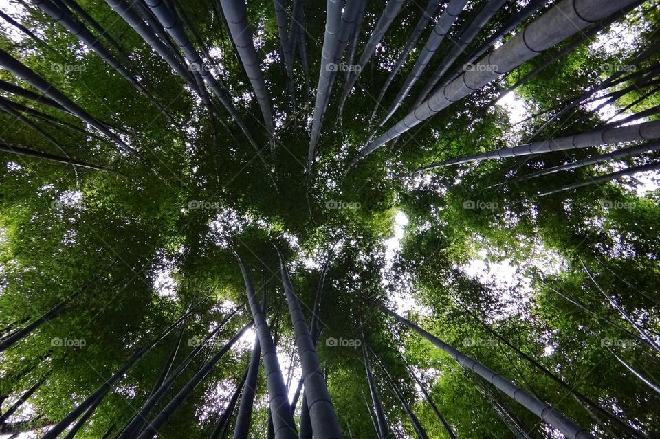 Bamboo forest