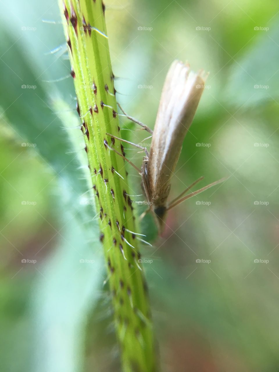 Tiny butterfly on grass