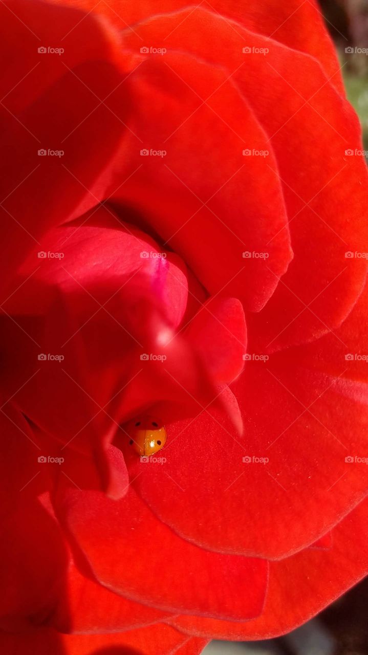 look at the little ladybug snuggled down in this rose