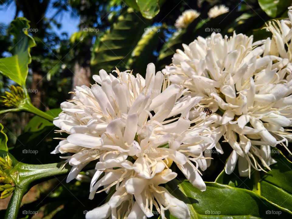 coffee tree with white flowers