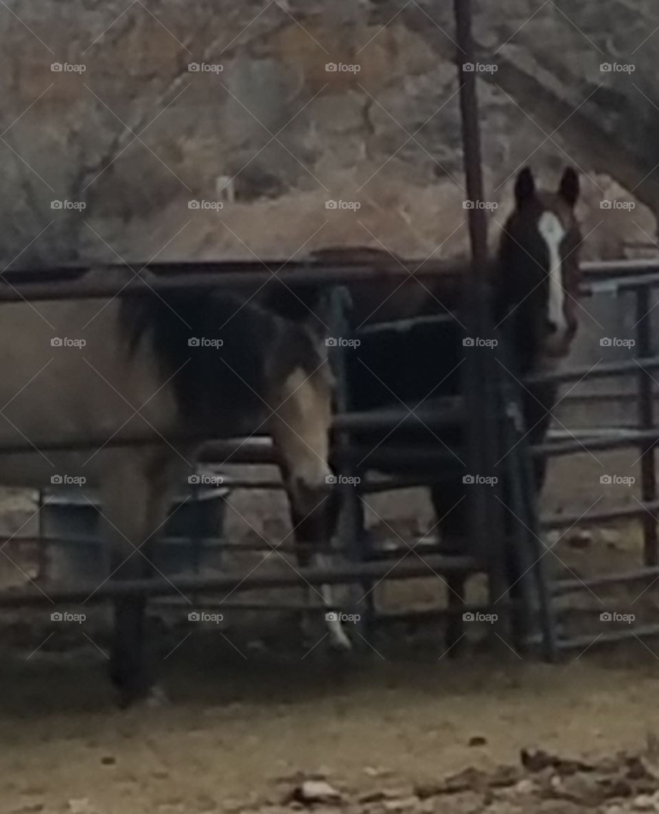 Two Horses in their stalls