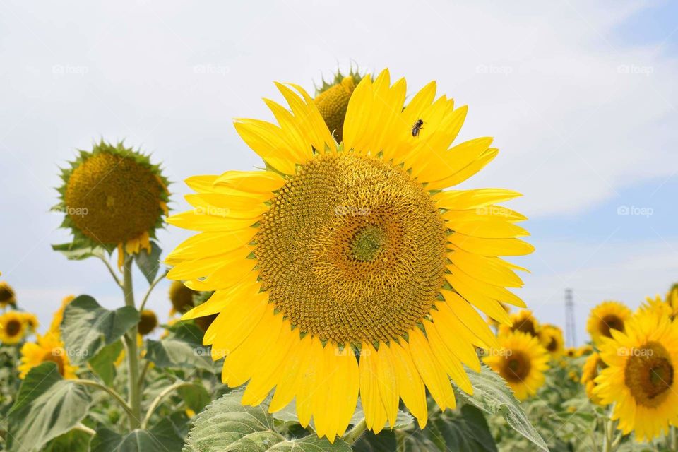 Sunflowers