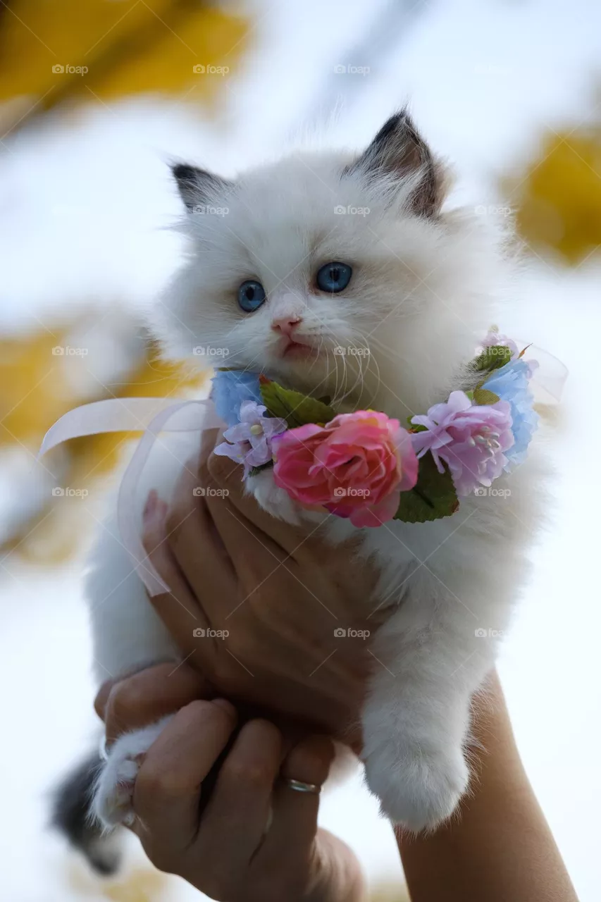 La Belle Rose