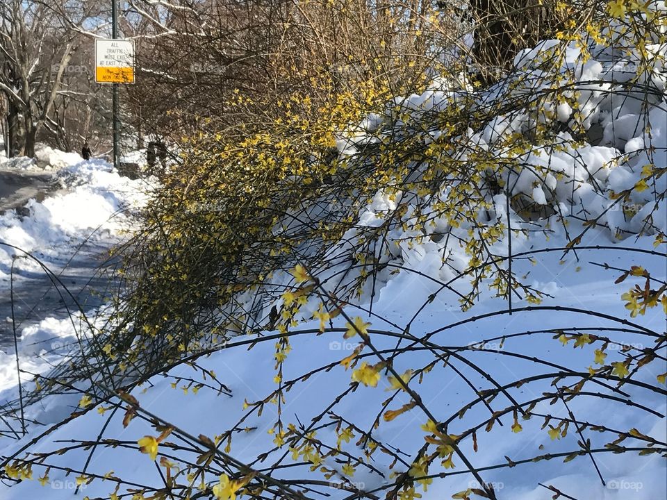 Spring in Central Park