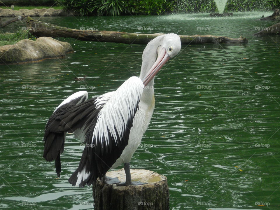 Pelican Grooming Itself