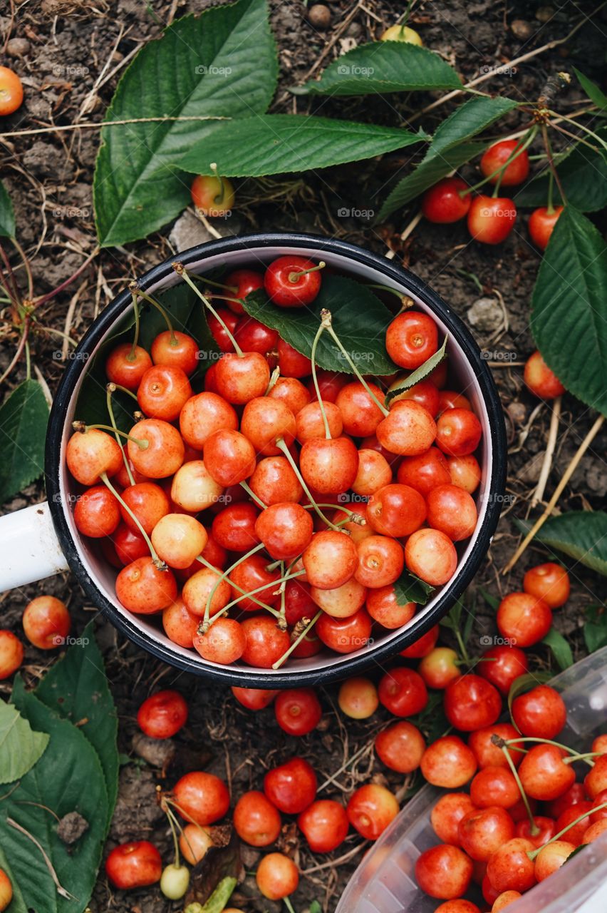 Cherries 