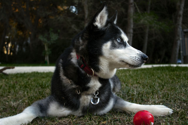 Hasky dog, animal