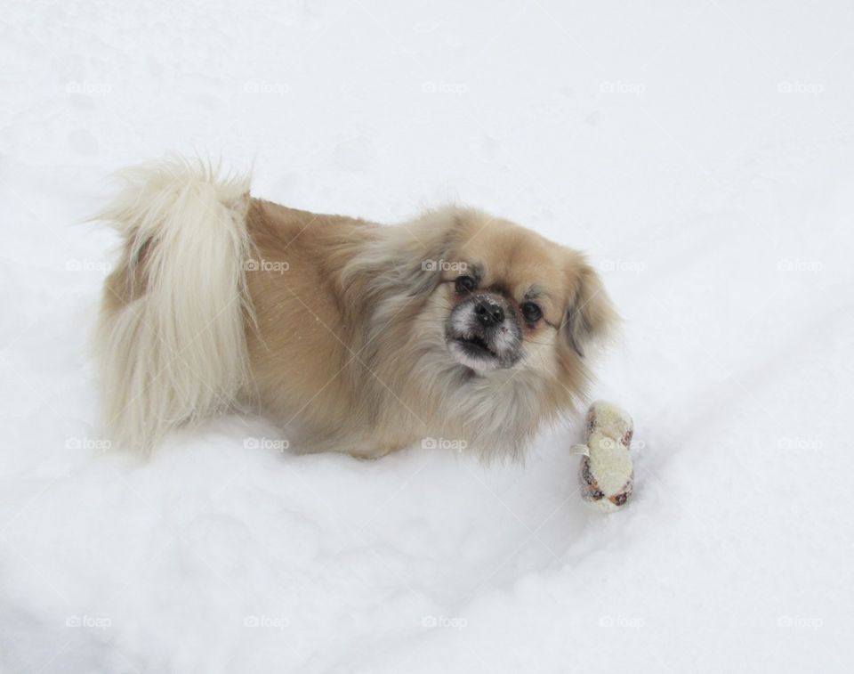 Sonny Loves Snow!
