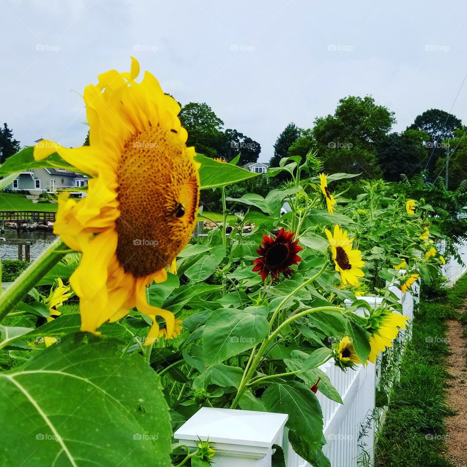 Sunflowers with white fence