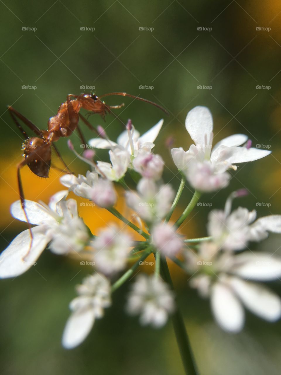 Ant on cilantro 