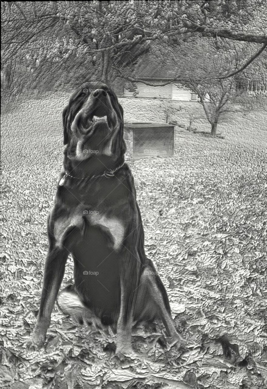 Rottweiler  strong grad outside