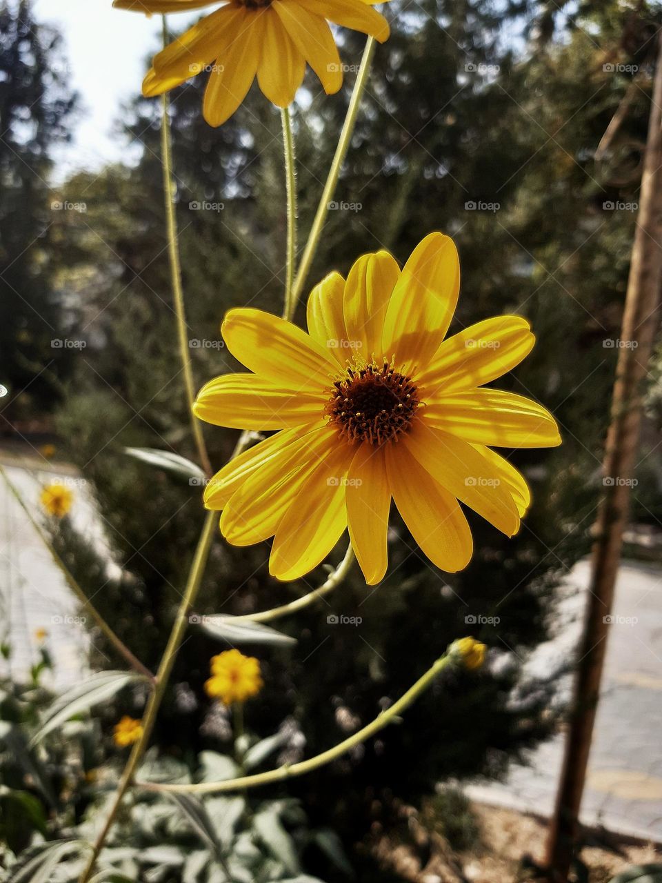 Another wild one 💛