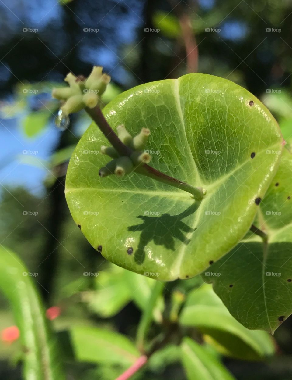 Nectar drip in shadow 
