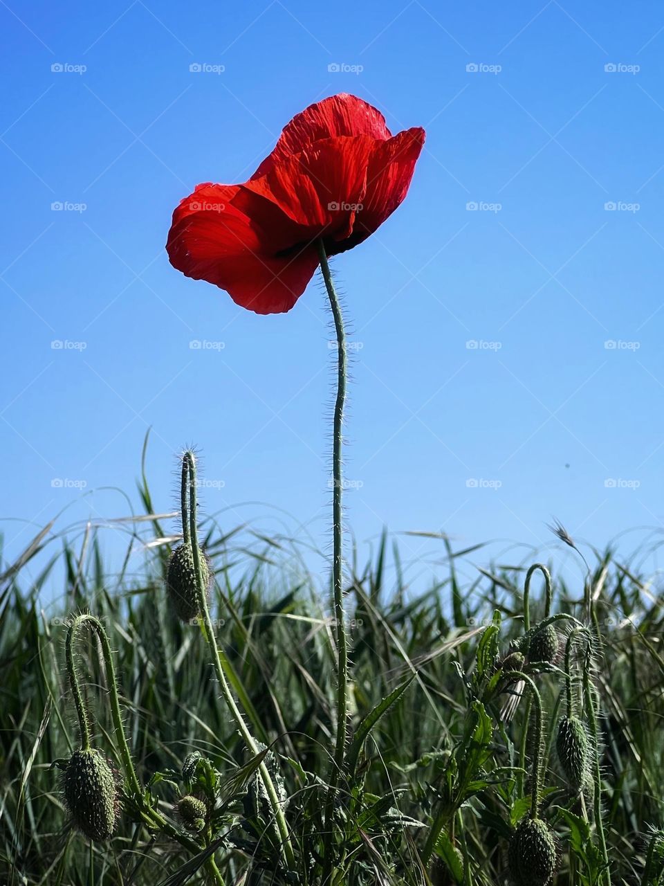 Poppyseed flower