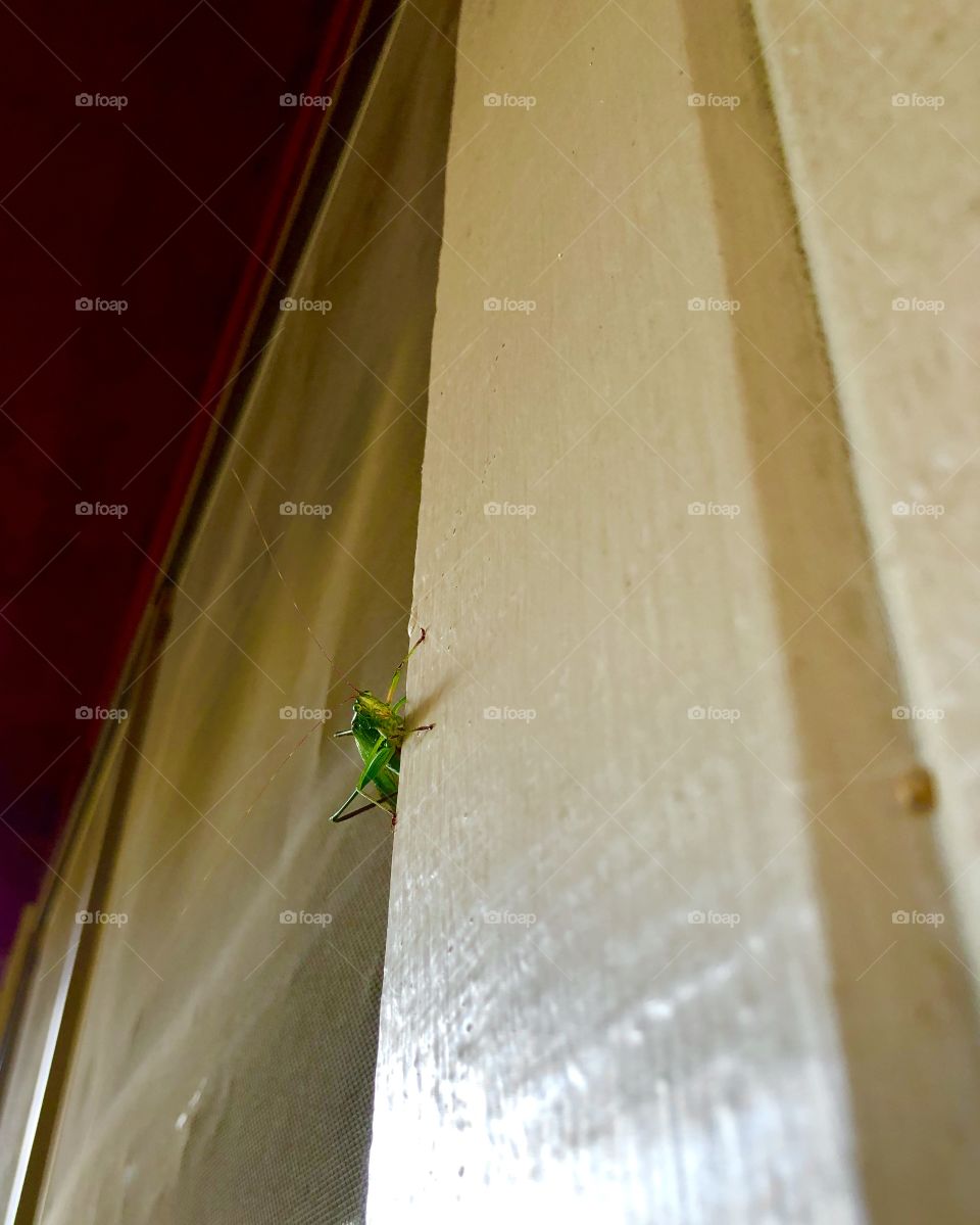 Insect peeking around window sill
