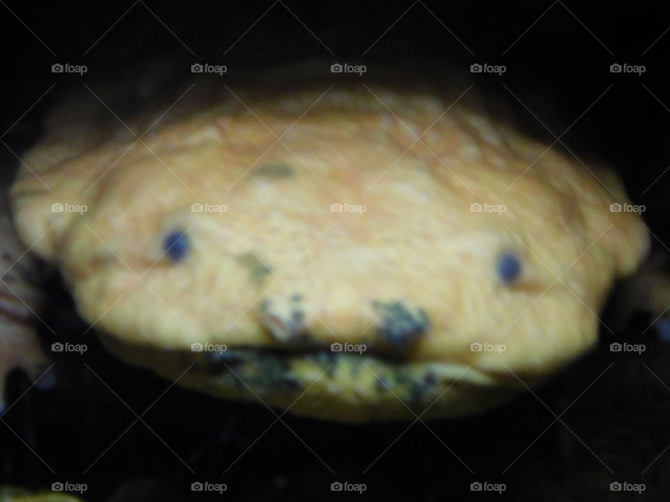 Hello, From a Hellbender