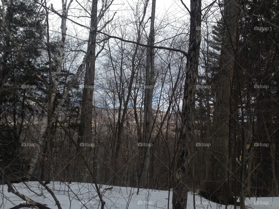 Winter, Wood, Tree, Snow, Landscape