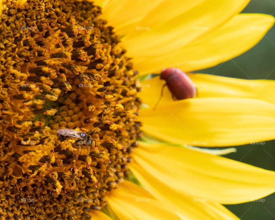 Bee Happy Sunflower 