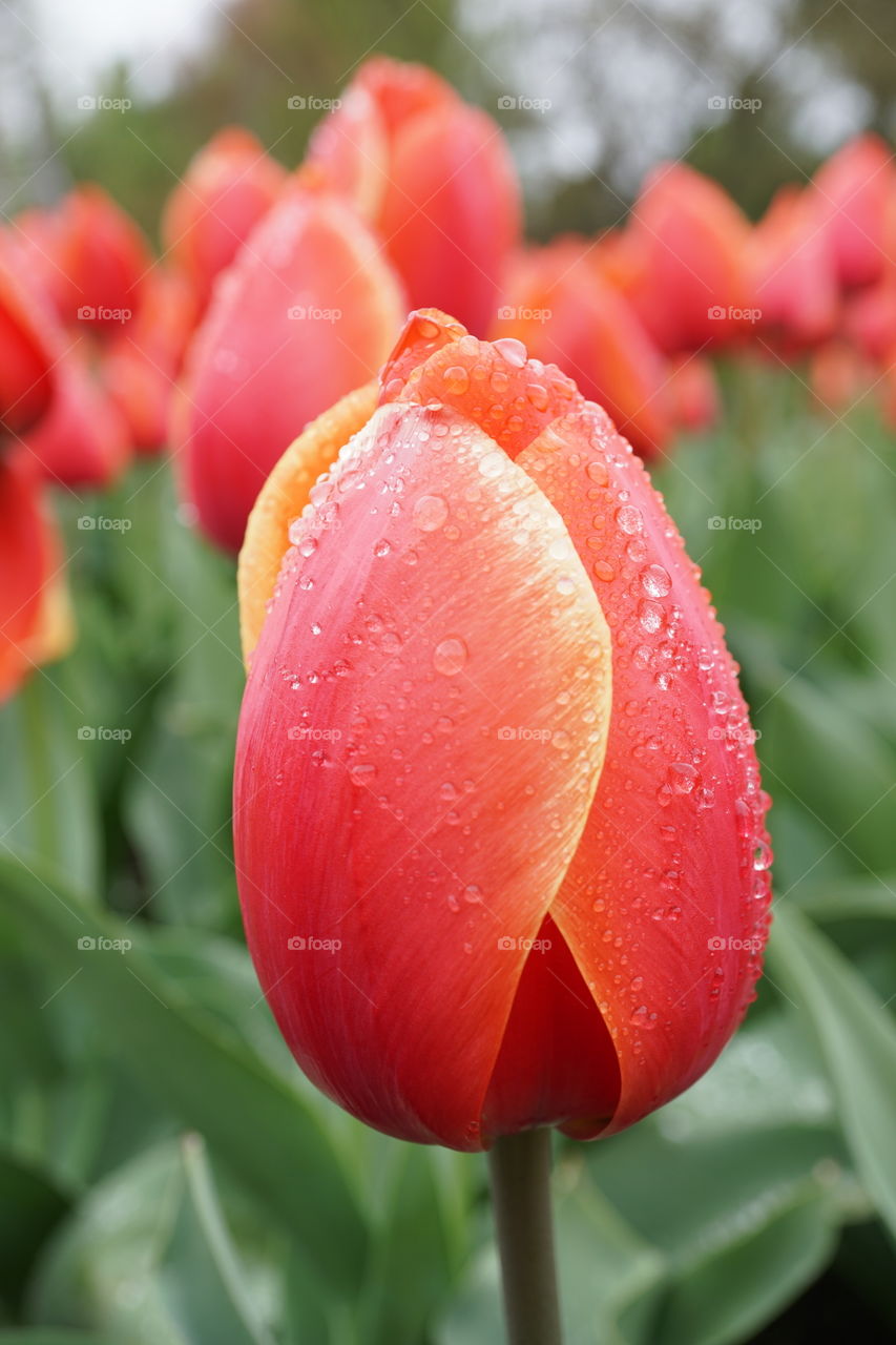 Red and Yellow tulip with raindrops 