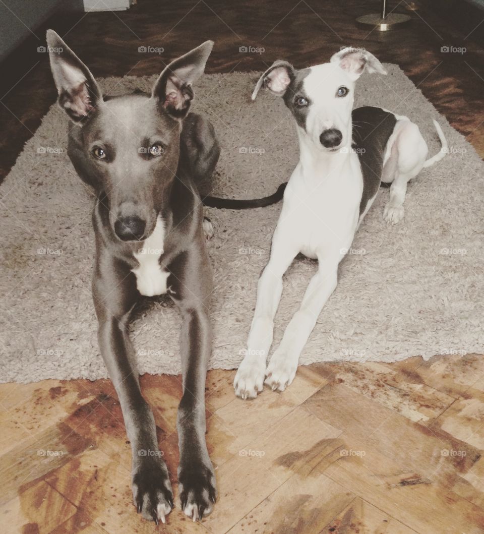 Whippet brothers