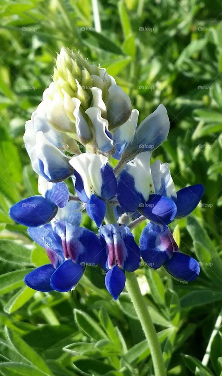 Bluebonnet Bloom on Easter