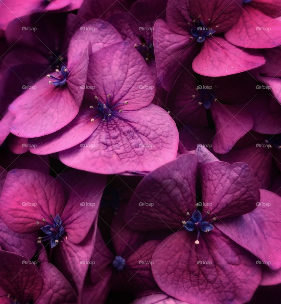 Purple hydrangea—taken in Ludington, Michigan 