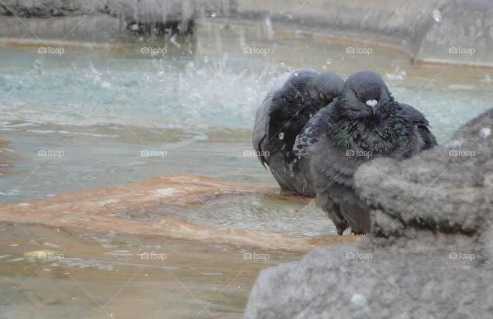 Birds having bath