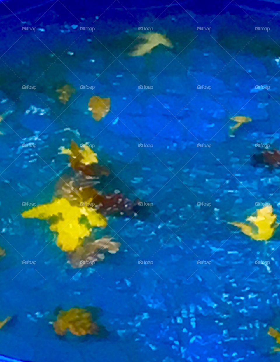 Fall leaves floating in pool 