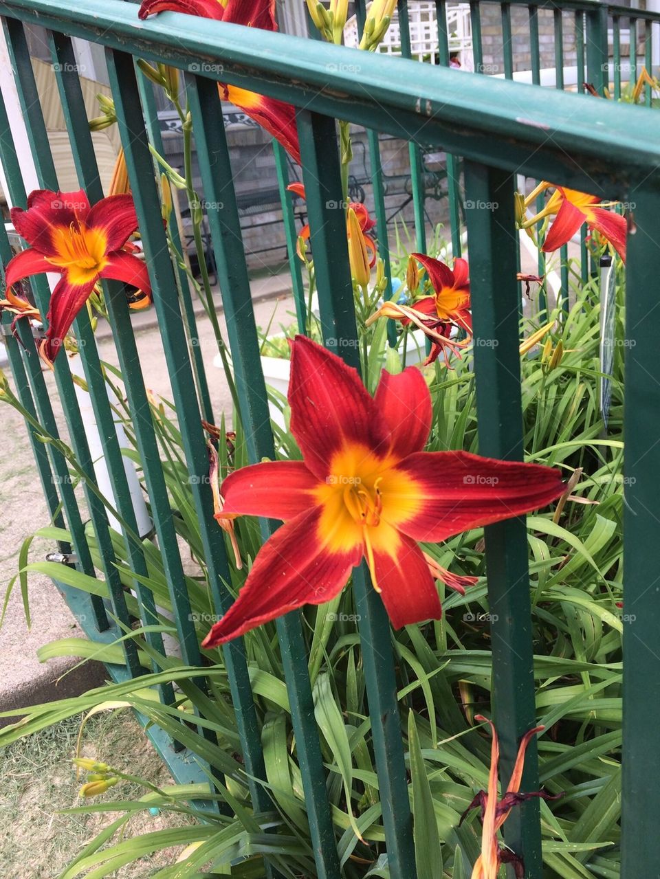 Lilies and Bars 