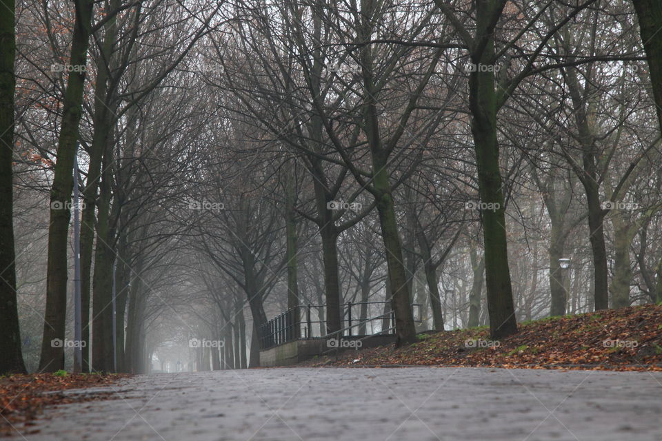 a road surrounded by dense trees
