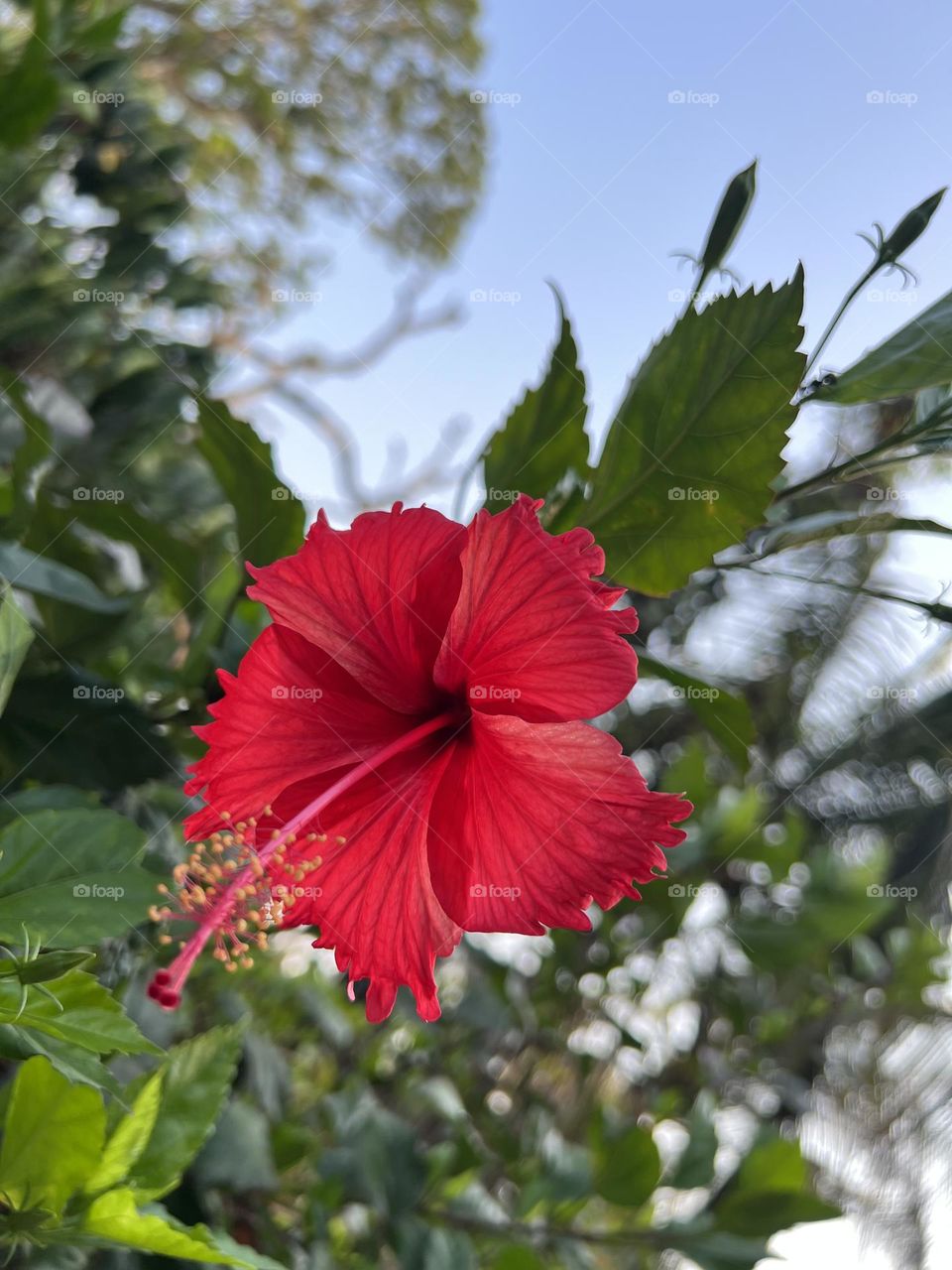 Red hibiscus