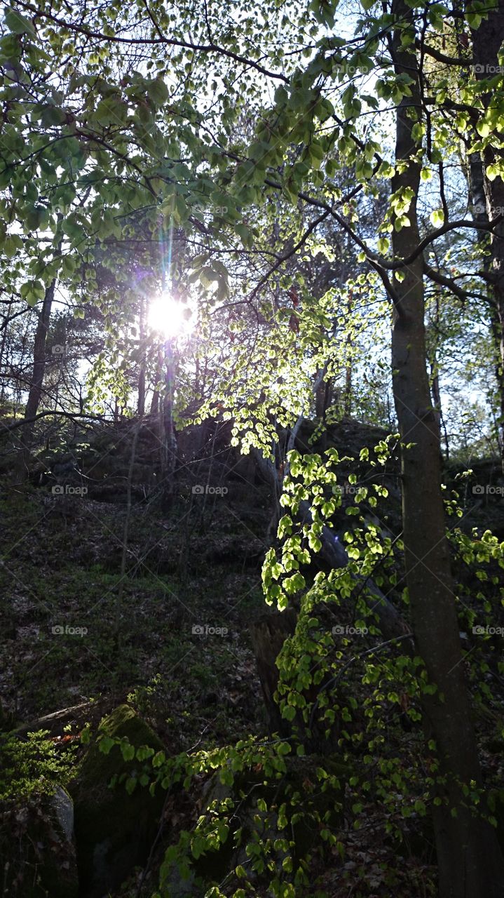 Forest in Springtime in Sweden