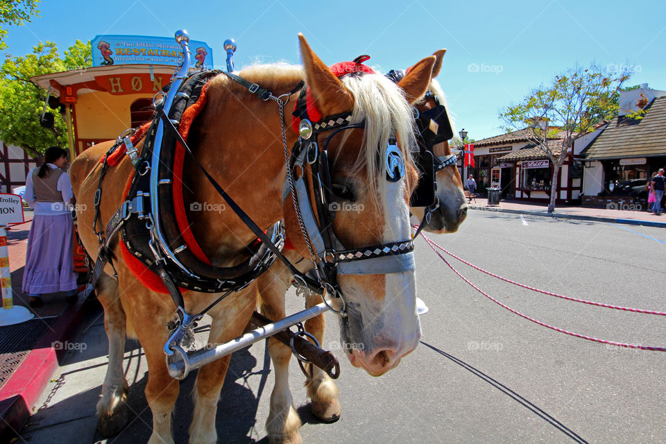Solving Trolley Horses. Solving CA trolley horses. 
