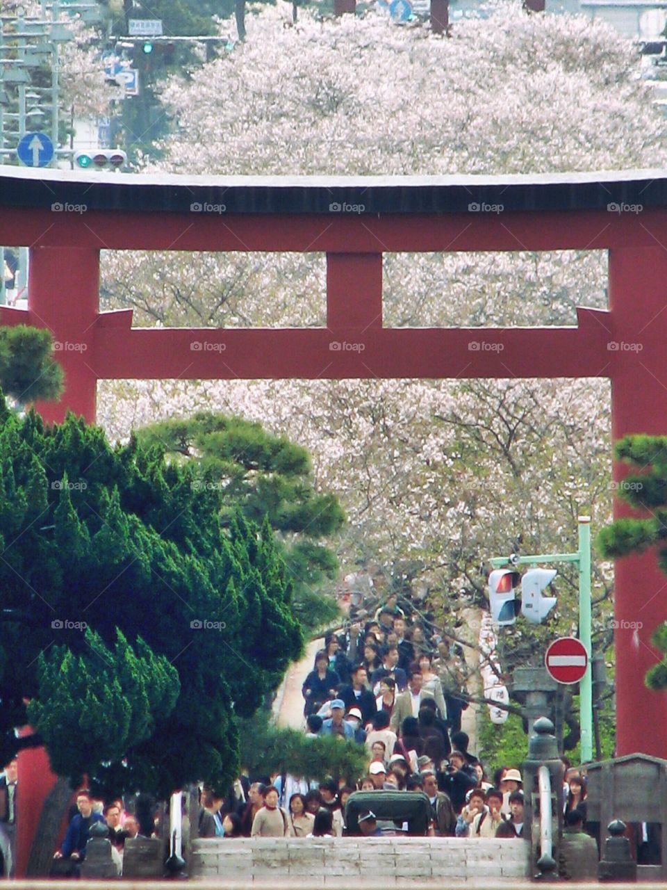 Sakura festival