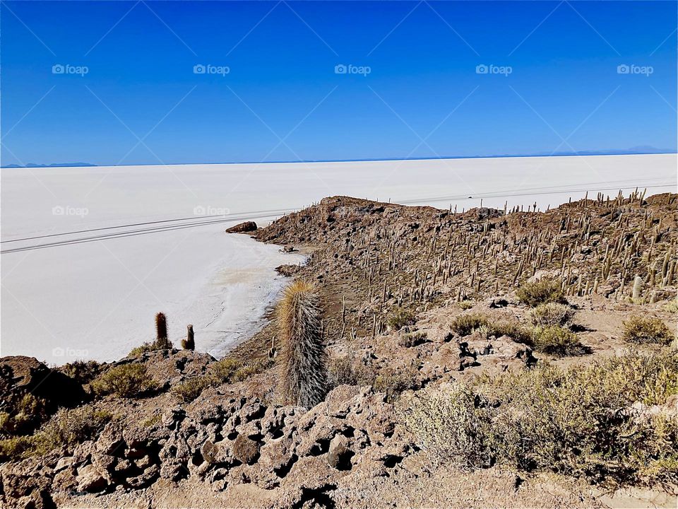 Outside the “Uyuni Salt Flats” in “Bolivia”, South America hardy shrubs and cactuses grow. In the center of the flats there is an outcrop of land, a former island called the “Isla Incahuasi” that supports plant growth. 2022. Hypnotic Productions