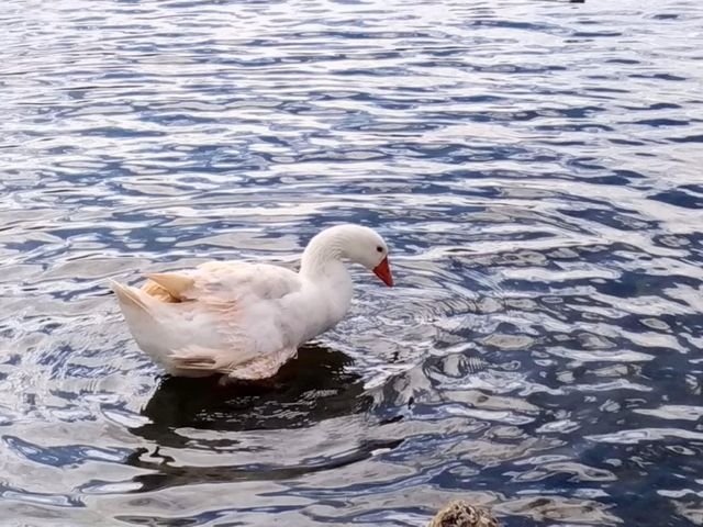 Duck in the lake 