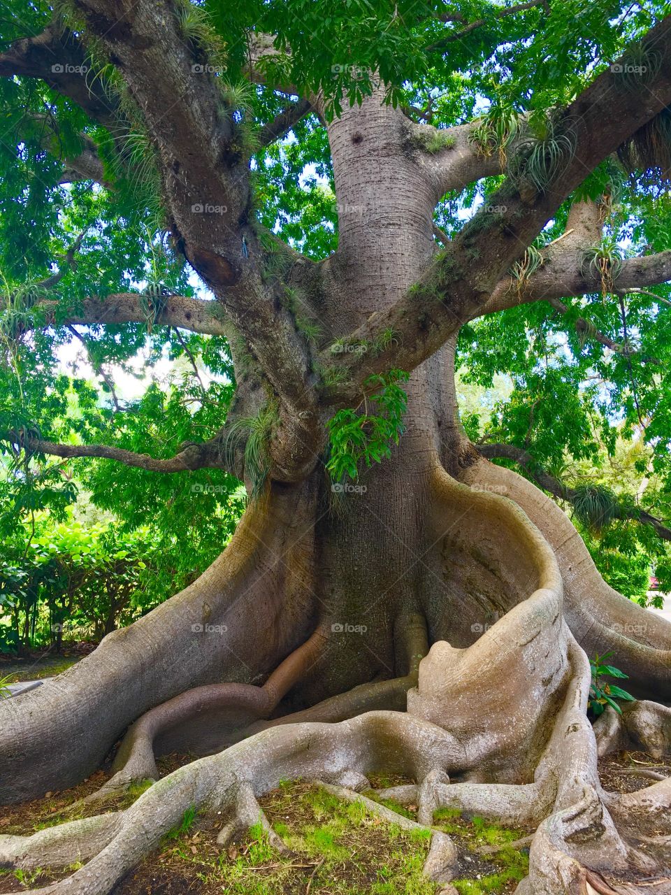 Gorgeous big oak tree