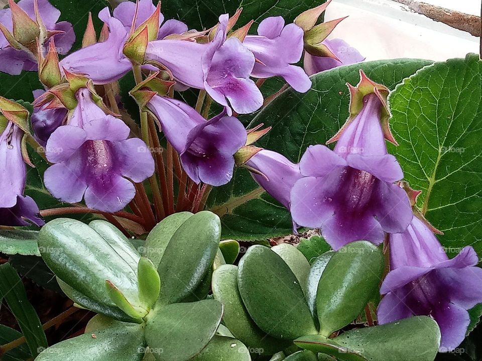 Sinningia speciosa flower