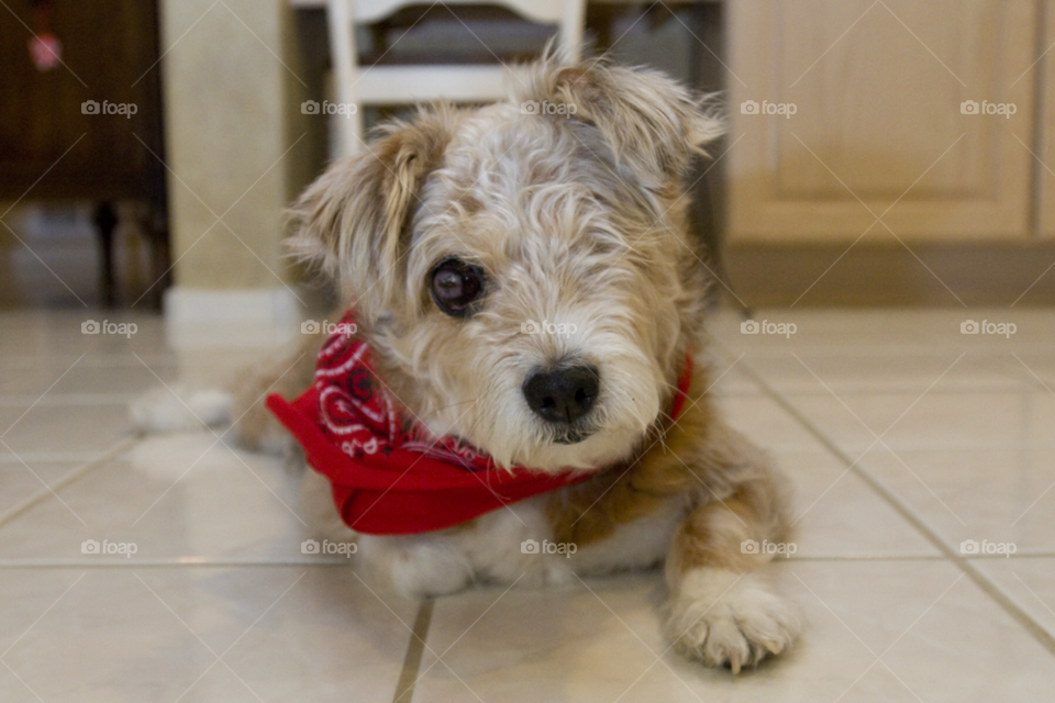 one eyed blind dog. sweet blind dog. by arizphotog