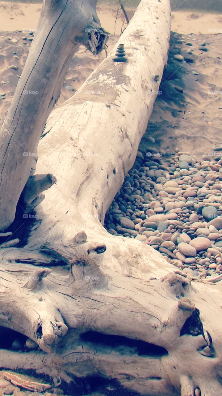 Log on beach