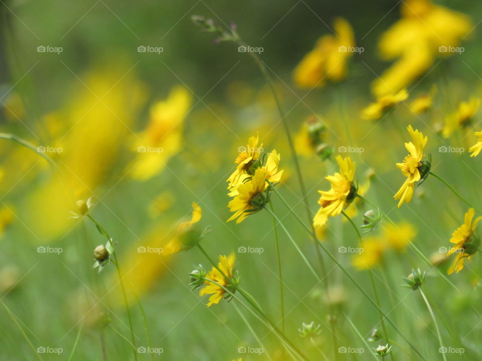 Yellow wildflowers