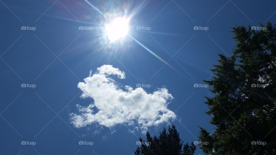 running dog cloud. beautiful day