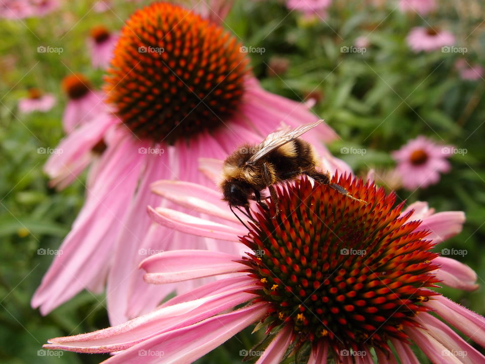 A closeup of the sharp details of a bee on a flower with pink petals and orange spikes coming from a cone in the middle. 