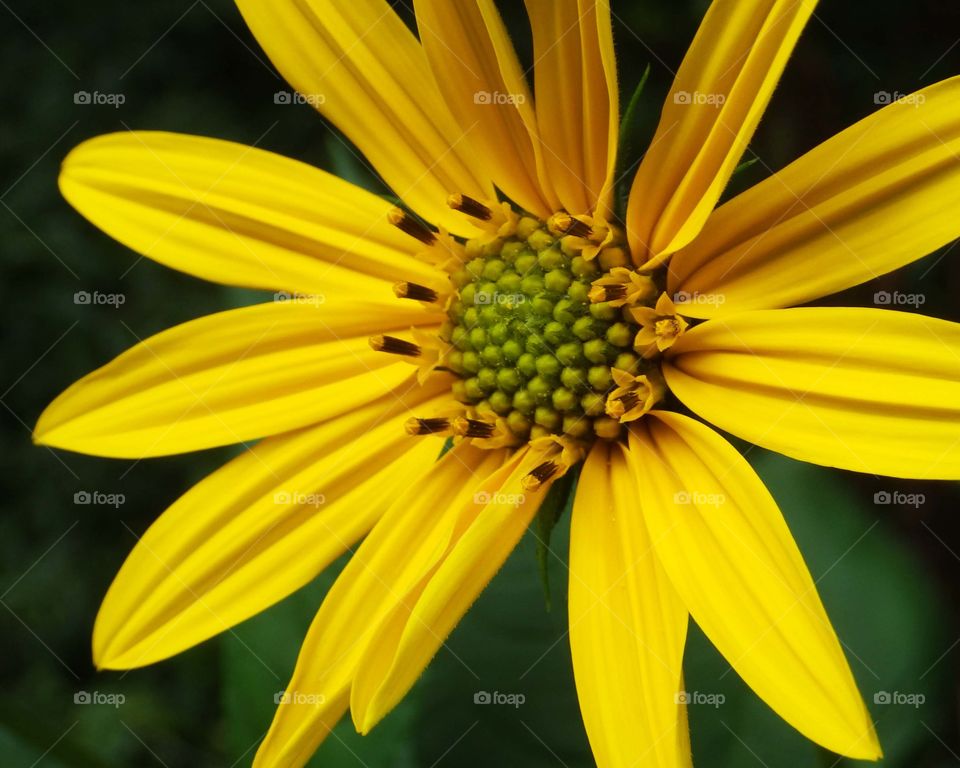 Bright yellow sunflower type flower growing outside in sunshine in summer natural light close up