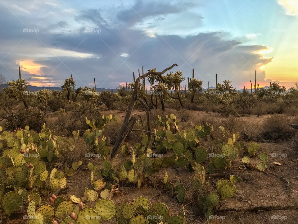 Desert Sunset Landscape 